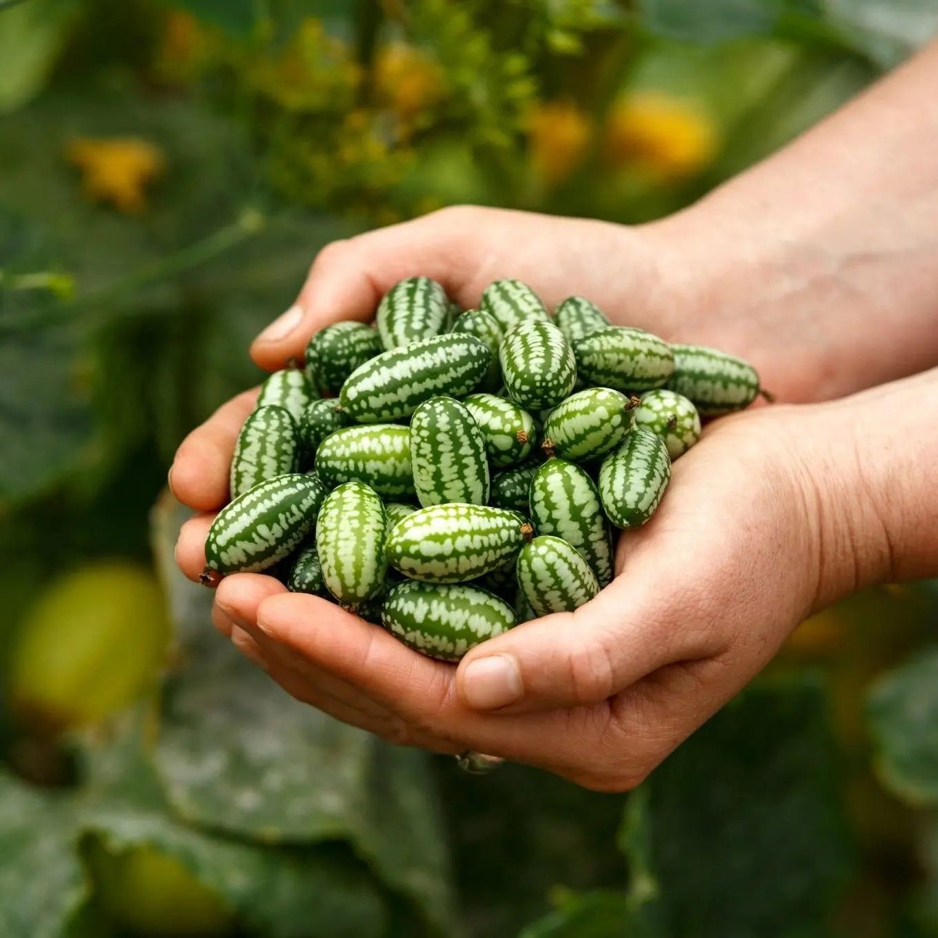 Cucamelon Seeds - Mexican Sour Gherkin