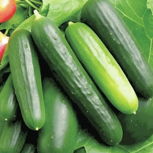 Cucumber Seeds - Vining - Ashley