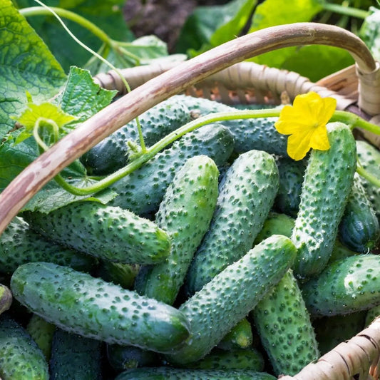 Cucumber Seeds - Vining - Boston Pickling