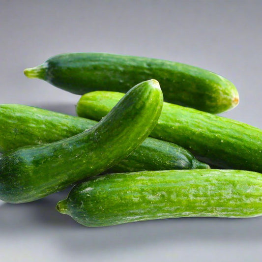 Cucumber Seeds - Bush - Spacemaster 80