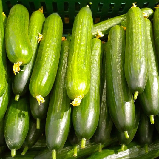 Cucumber Seeds - Vining - Muncher Burpless