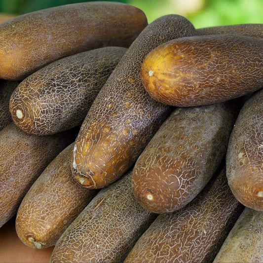 Cucumber Seeds - Vining - Brown Russian