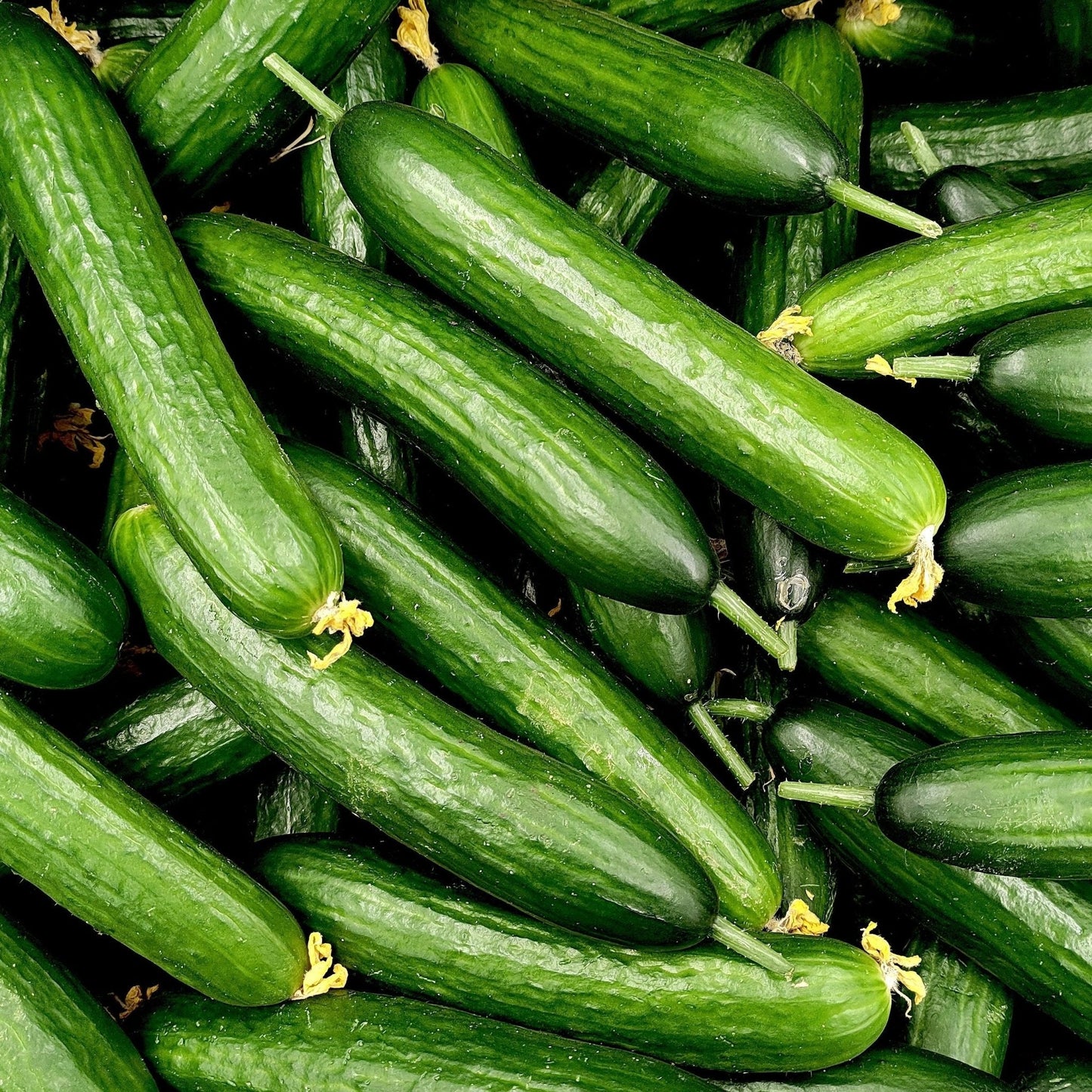 Cucumber Seeds - Vining - Marketer