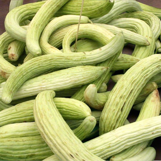 Cucumber Seeds - Vining - Metki Pale Green Armenian Yard Long
