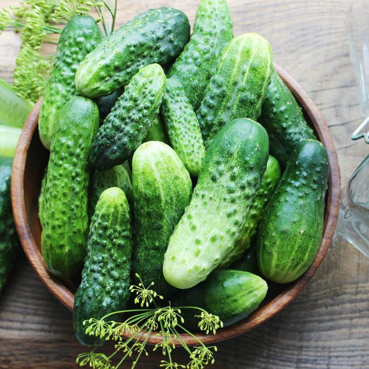 Cucumber Seeds - Vining - National Pickling