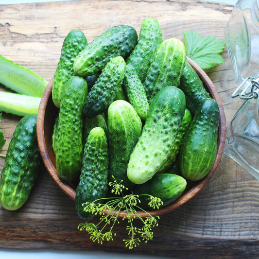 Cucumber Seeds - Vining - Poinsett 76