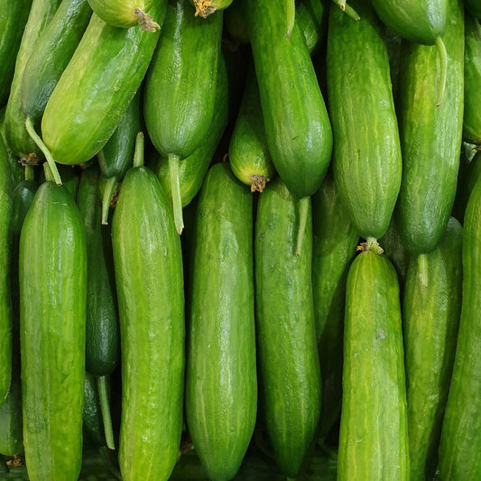 Cucumber Seeds - Vining - Straight Eight