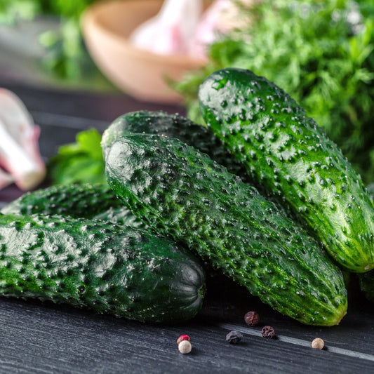 Cucumber Seeds - Vining - Sumter
