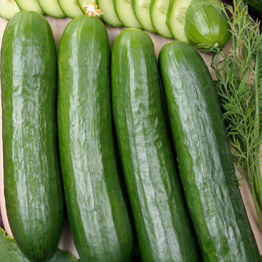 Cucumber Seeds - Vining - Tendergreen Burpless