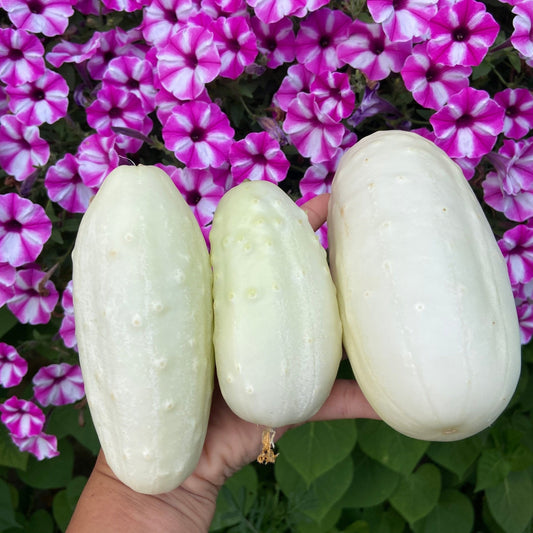 Cucumber Seeds - Vining - White Wonder