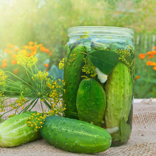 Cucumber Seeds - Vining - Wisconsin SMR
