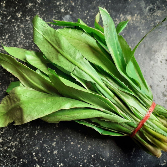 Culantro Seeds - Vining - Ngo Gai