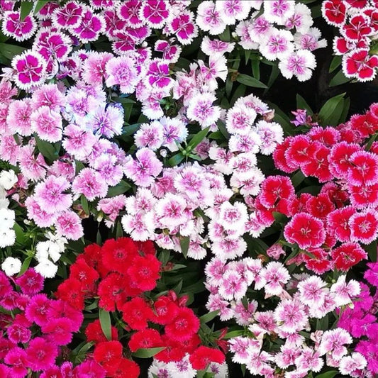 Dianthus Seeds - Mixed Pinks Dianthus