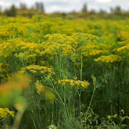 Dill Seeds - Dukat
