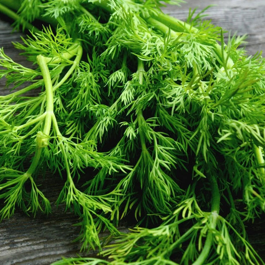 Dill Seeds - Mammoth Long Island Dill