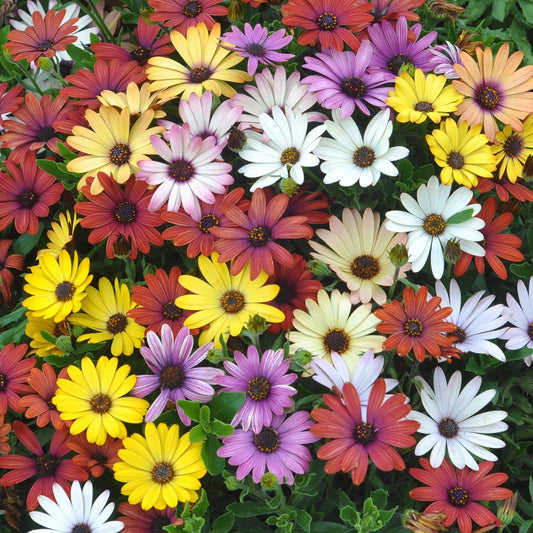 Dimorphotheca Seeds -  African Daisy Mix