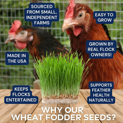 Premium Wheat Seeds for Sprouting Fodder (Wheat Grass) -- Grown In Missouri To Encourage Positive Behaviors