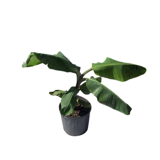 Kokopo, Patupi Dwarf Banana Plant