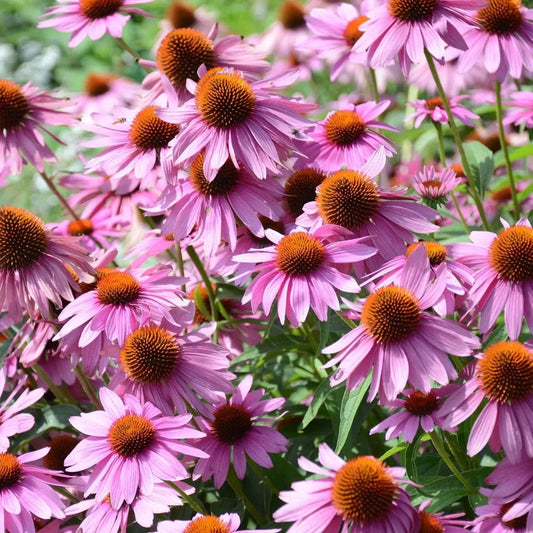 Echinacea Seeds - Purple Coneflower