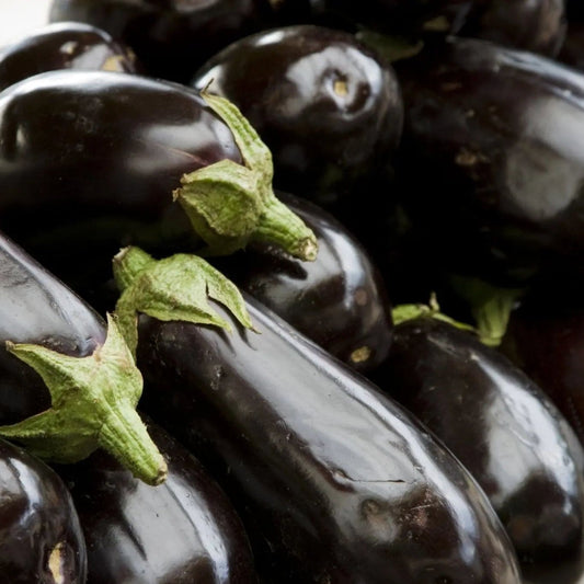 Eggplant Seeds - Black Beauty Eggplant
