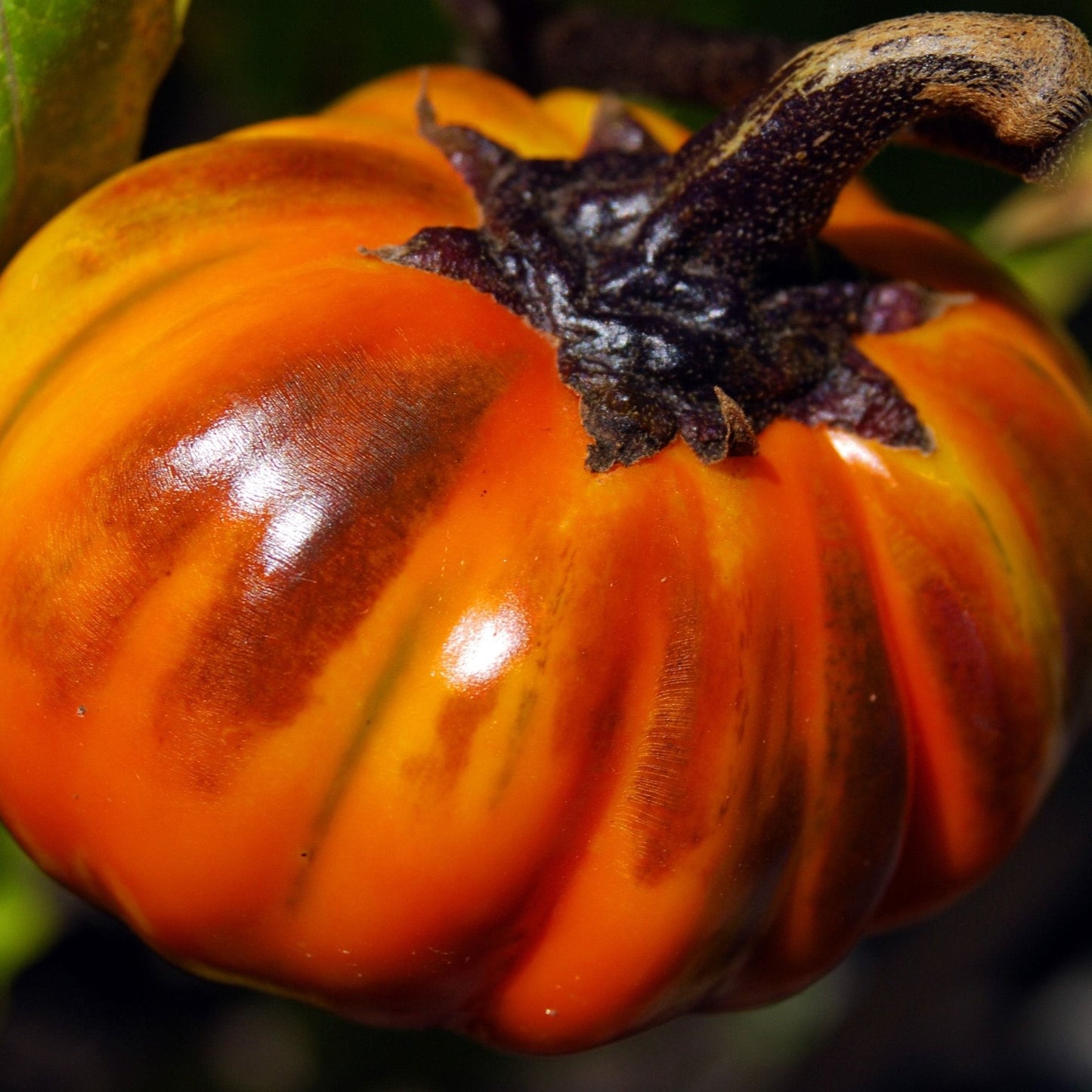 Eggplant Seeds - Turkish Orange