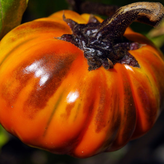 Eggplant Seeds - Turkish Orange
