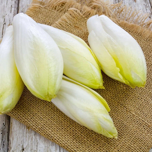 Endive Seeds - Witloof Chicory
