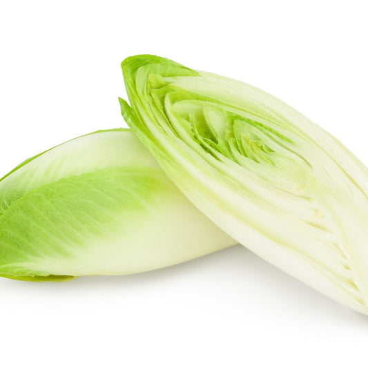 Endive Seeds - Witloof Chicory