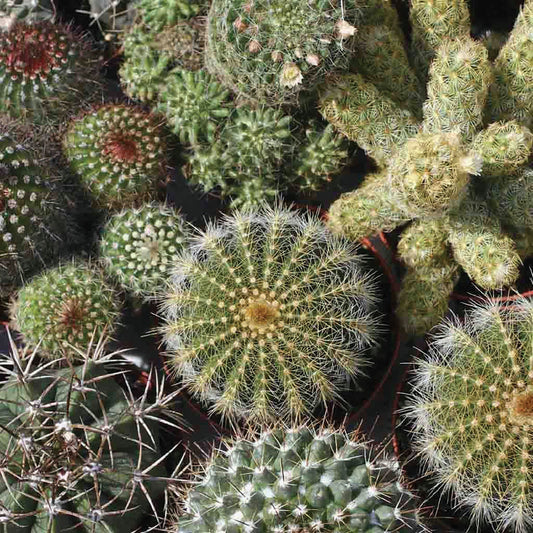 Mixed Cactus