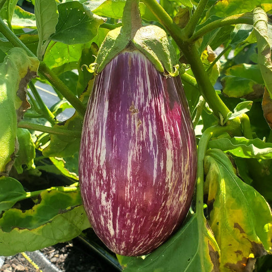 Listada De Gandia Eggplant