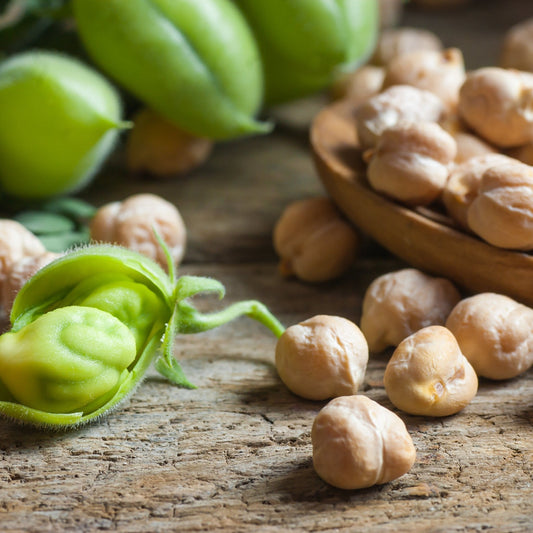 Garbanzo Seeds - Tuscan Cream