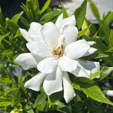 Frost Proof Gardenia (Jasminoides) by Everglades Farm