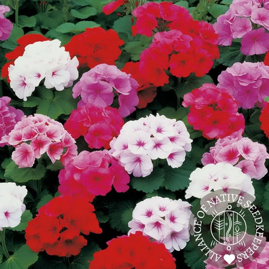 Geranium Seeds - Maverick Mix