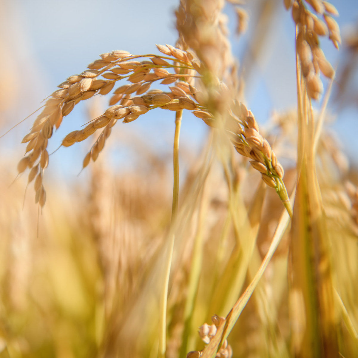 Organic Gluten Free Brown Rice Orzo