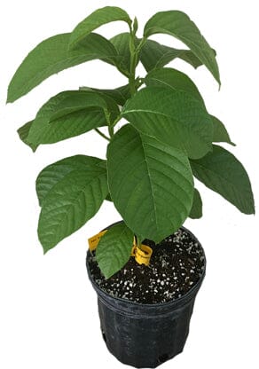 Giant Granadilla Plant