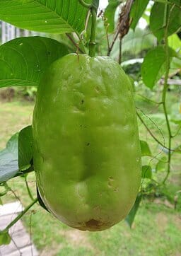 Giant Granadilla Plant