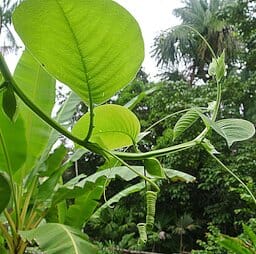 Giant Granadilla Plant