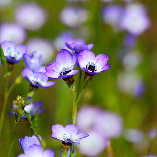 Gilia Seeds - Bird's Eye Tricolor