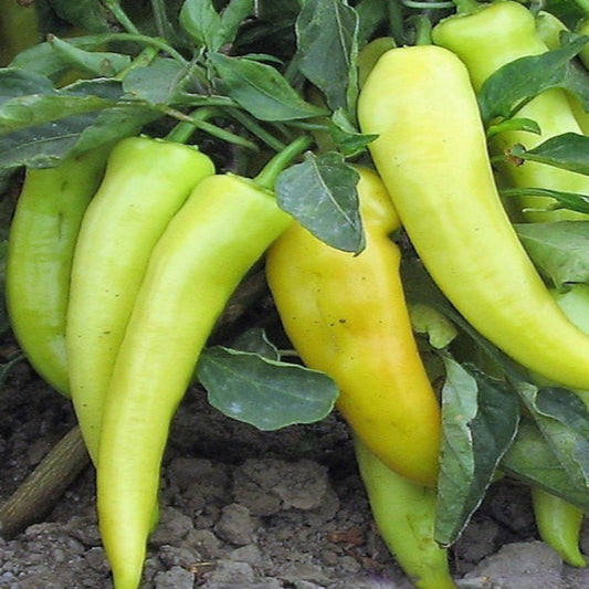 Golden Dagger Hybrid Hot Pepper Seeds
