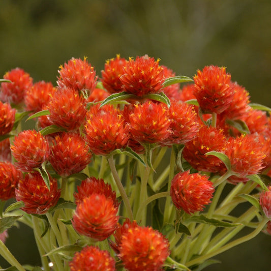 Gomphrena Seeds - QIS Orange