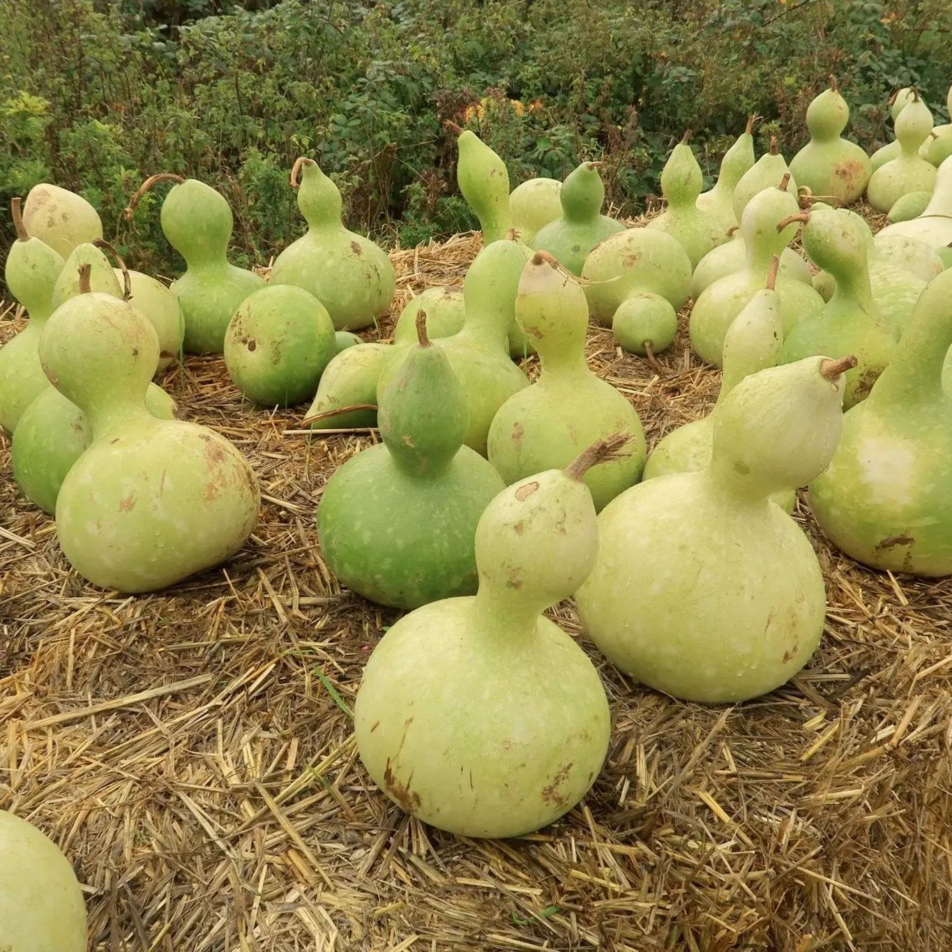 Gourd Seeds - Birdhouse Gourd