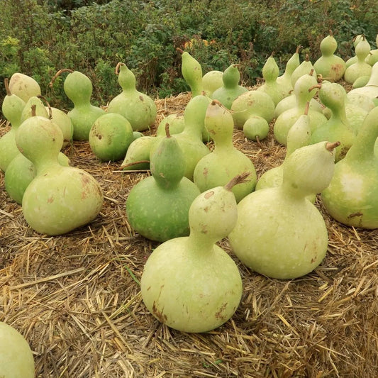 Gourd Seeds - Birdhouse Gourd