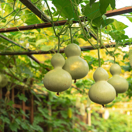 Gourd Seeds - Birdhouse Gourd