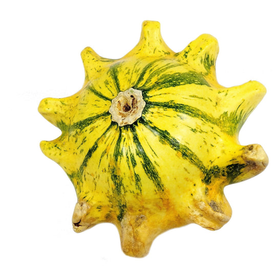 Gourd Seeds - Crown of Thorns Shenot