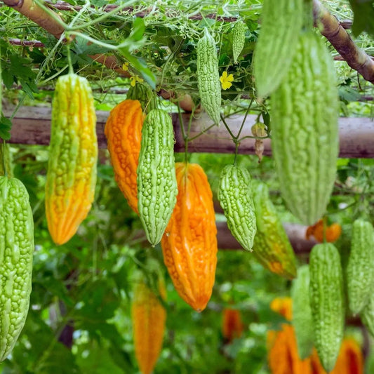 Gourd Seeds - Ganjyu Bitter Melon