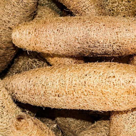 Gourd Seeds - Luffa Gourd