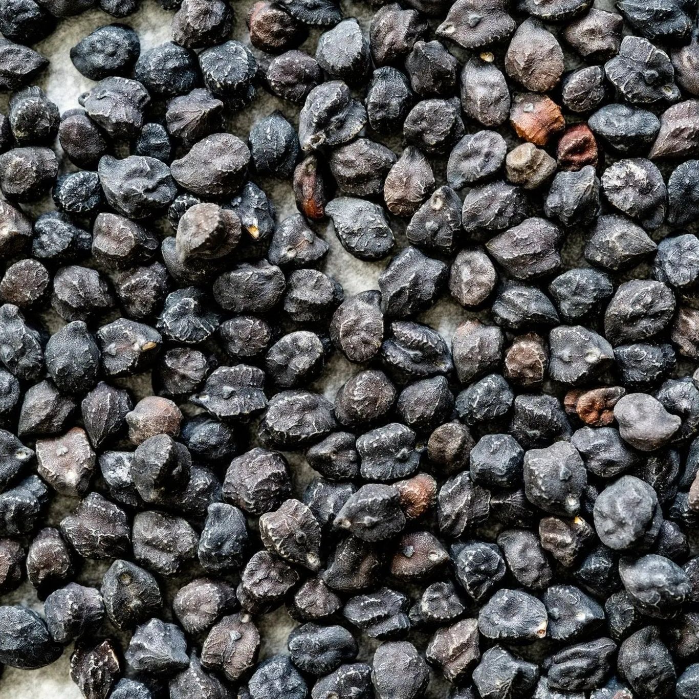 Garbanzo Seeds - Black Sicilian