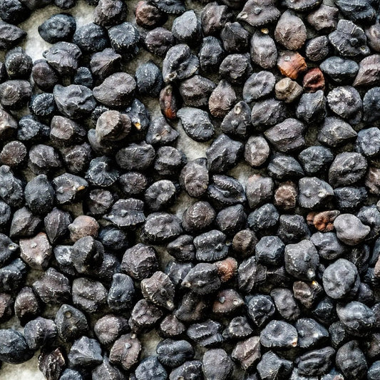 Garbanzo Seeds - Black Sicilian