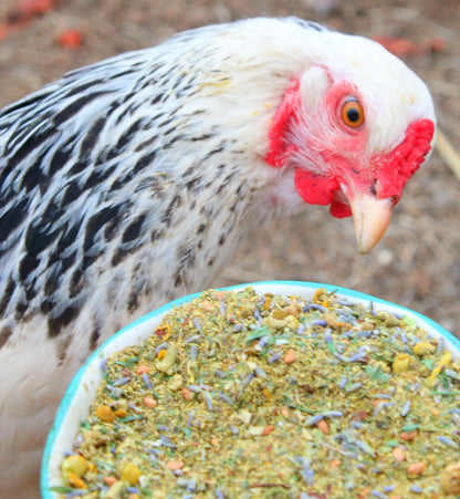 Scent of Spring Nesting Herbs For Backyard Chickens With Lavender, Chamomile, Calendula, and more!