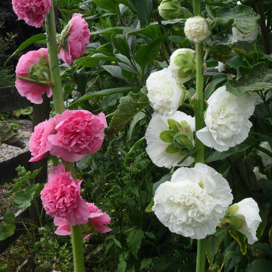 Hollyhock Seeds - Chater's Double Mixed Hollyhock